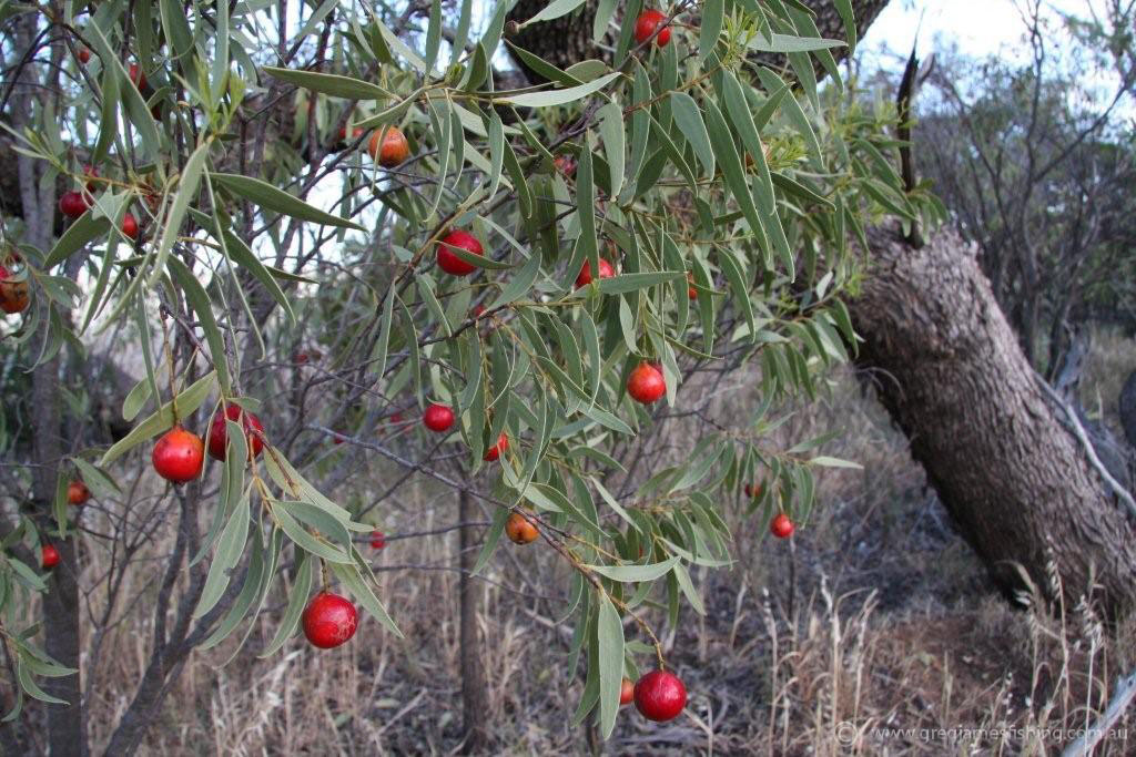 australian christmas tree native beatiful tree australian christmas tree native beatiful tree