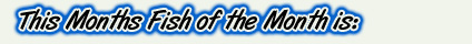 This Months Fish of the Month is: